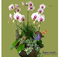 《花語錄花坊》蝴蝶蘭