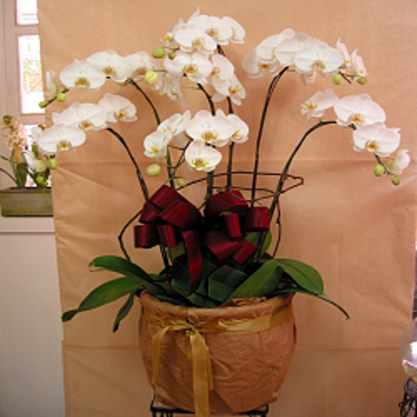 Tf010 花語錄花坊 高雅白蘭 產品詳情 花語錄